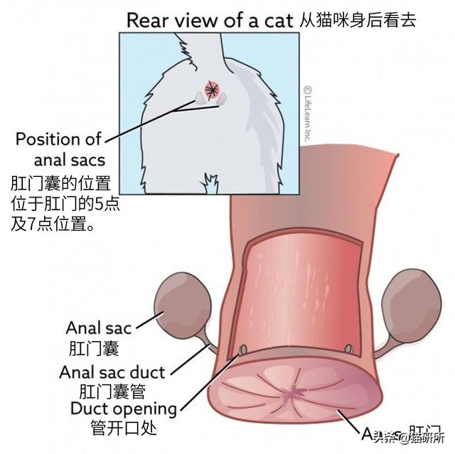 猫肛门腺怎么处理，猫咪究竟要不要挤肛门腺