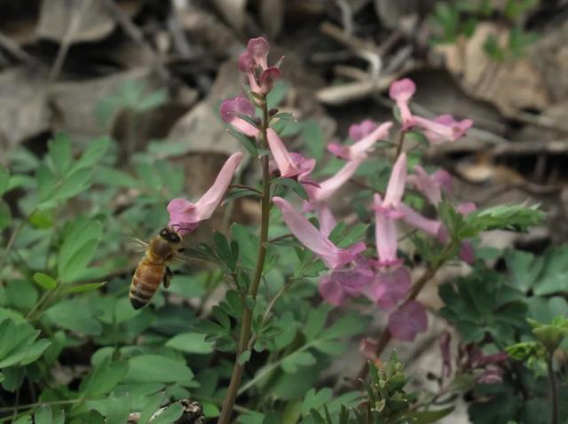 先有花朵还是先有采花的蜜蜂，蜜蜂是采蜜还是采花（采蜜昆虫和蜜源花卉是一对绝配）