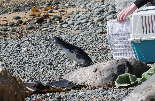 penguin是什么意思，penguin是什么意思英语（蓝色的企鹅，终于能拍彩照了）