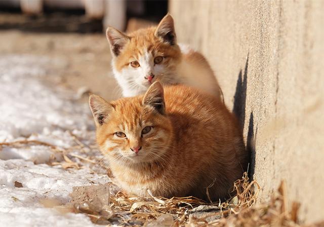 老鼠和猫为什么是天敌，为什么老鼠跟猫是天敌（猫咪不吃老鼠只因生活环境改变了）