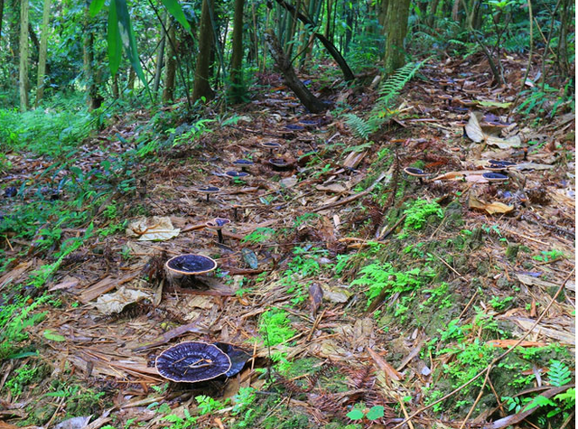 三七生产地在什么地方，三七产地在哪里（柴胡、党参、黄芩、菟丝子、灵芝、三七）