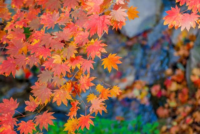 满山红叶似彩霞，阿宝歌曲大全（山东最全赏红叶地图来了）