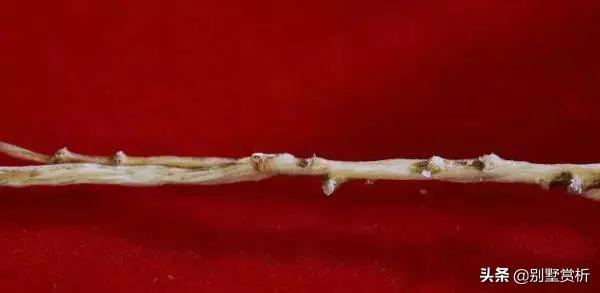 山参多少钱一支，野山参价格多少钱一根（人参几元一支和几万一支的差别）