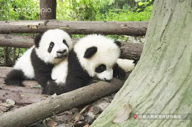 哈哈哈，精致熊猫女孩的一天。，哈哈哈哈哈第一季免费观看（，“猪猪”女孩——“雅竹”图片）