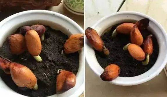 榴莲籽怎么吃最好，榴莲籽怎么吃（他把吃剩的榴莲籽洗干净）