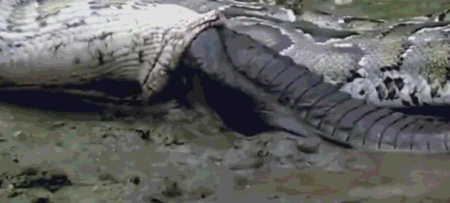 什么动物吃鳄鱼，什么动物吃鳄鱼尾巴（4米长蟒蛇吞食2米长鳄鱼）