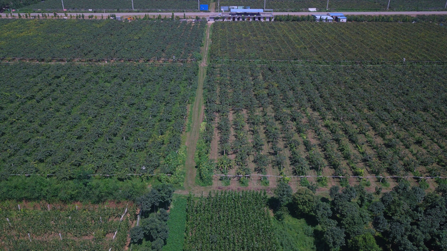 猕猴桃产地，陕西宝鸡猕猴桃产地（中国猕猴桃排名前五的产地在哪些省份）