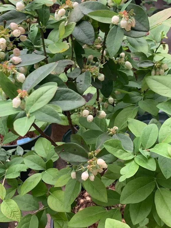 霸王花是火龙果的花吗，昙花、霸王花、火龙果花和令箭荷花的区别（奶奶把一根枝插土里）