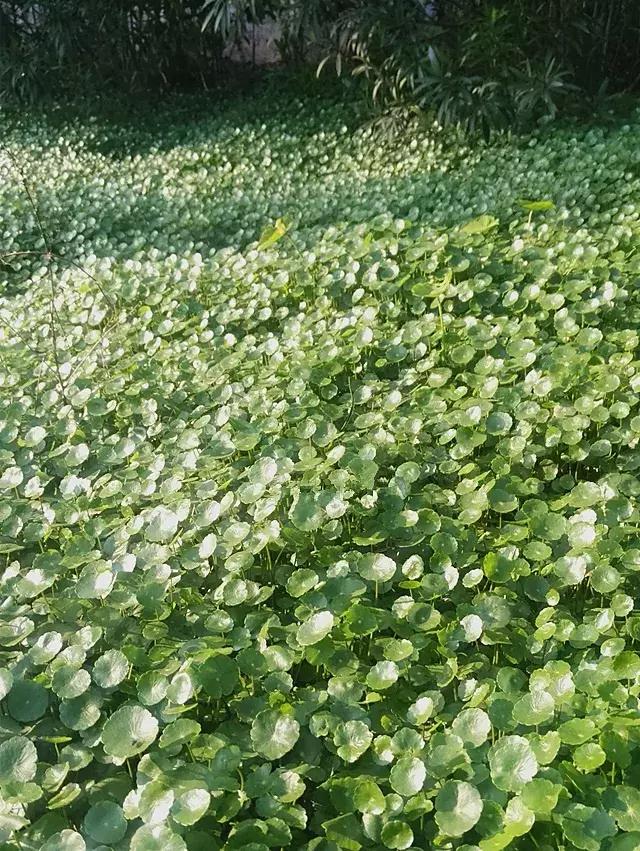 绿萝好养吗,绿萝怎样栽培(绿萝竟然排在倒数第1) 绿萝好养吗,绿萝怎样栽培(绿萝竟然排在倒数第1)