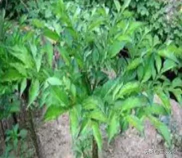 碱蓬菜的功效与作用，碱蓬的功效与作用（山野菜大全）