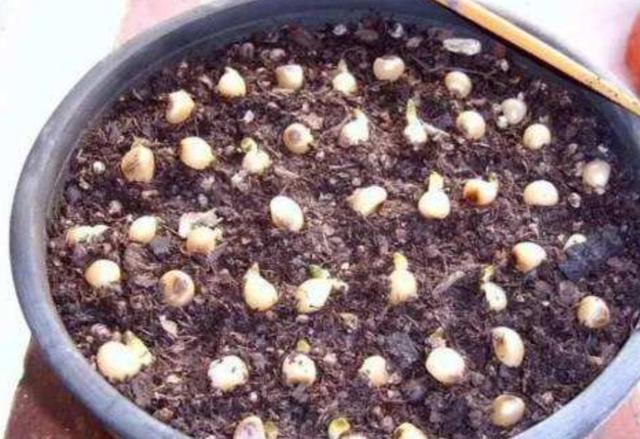 君子兰种子怎么种，君子兰种子种植方法（5个步骤就能长出小苗）