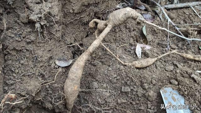 千斤拔别名叫什么名字，千斤拔别名（一种生长于山上可食用也可以泡酒的佳品）