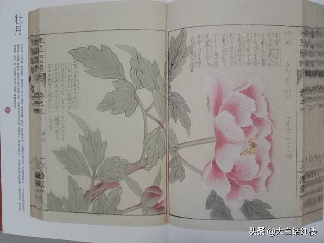 百花之王是什么花，为何薛宝钗的花名签是牡丹