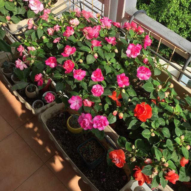 家中养什么花好，室内适合养什么花（9种洋气花）