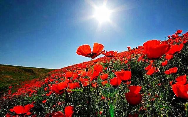 因素花（罂粟花栽培，种植罂粟花是什么行为（浪漫山野的野罂粟花）