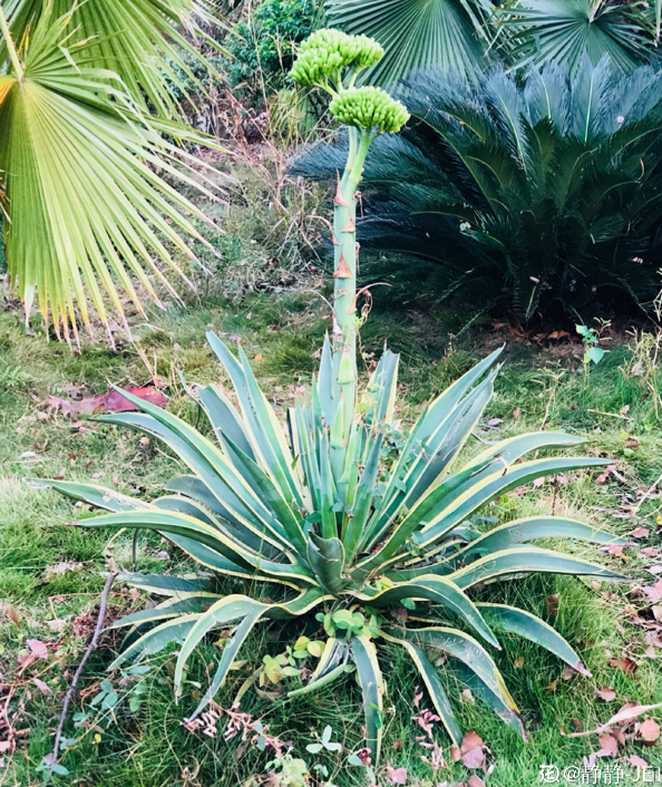 马蹄花的花语，白马蹄花花语（你的幸运花是哪种）