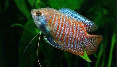 湄公河在我国境内的名称是什么，湄公河在哪里（你真的了解湄公河吗）