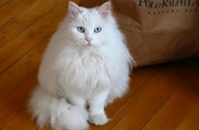 猫的所有种类，猫的所有种类及图片（30种知名的猫咪，你都认识吗）