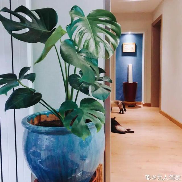 30种适合懒人养的花夏季，蹭蹭疯长、爆盆