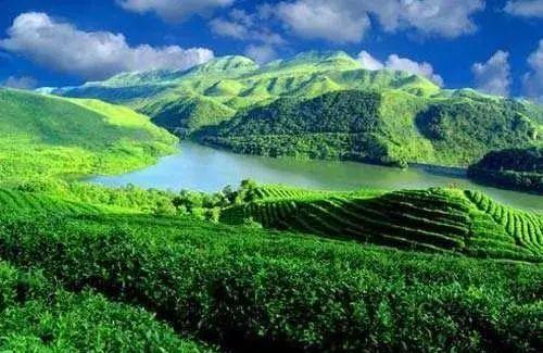贵州十大名茶，贵州有哪些名茶（贵州这些名茶，你喝过几种）