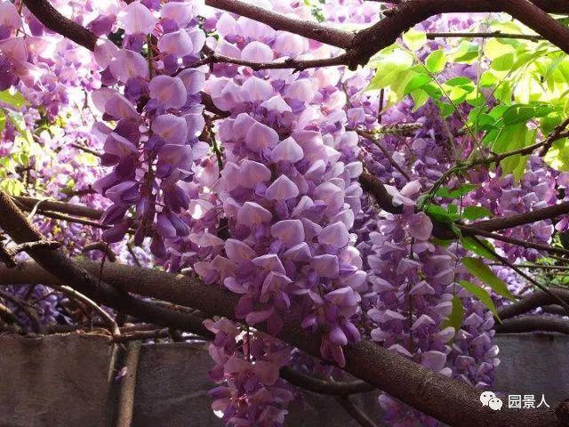 鸢尾花简笔画，鸢尾花简笔画教程（四月开花植物集锦）