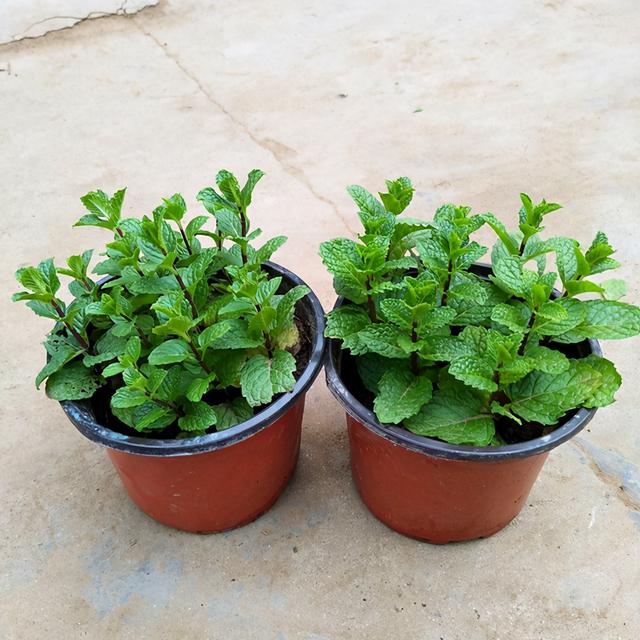 香蜂草栽培技术，香蜂草栽培技术培训（6种香草植物）