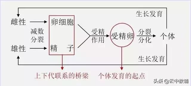 大肠杆菌菌落特征，大肠杆菌培养（一位高中生物老师分享对生物的理解）