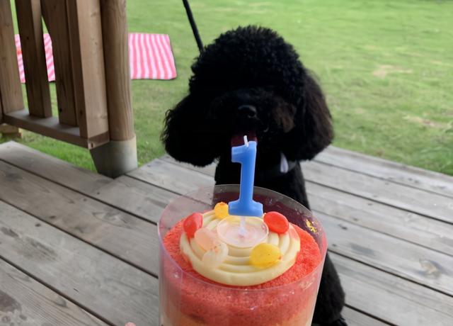 黑色的泰迪犬好养吗，黑色的泰迪犬好养吗视频（买泰迪要挑黑色的）