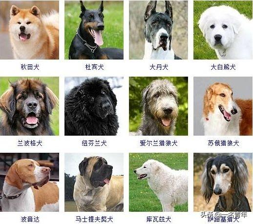 还不知道你家狗狗属于什么体型犬吗？几乎齐全了