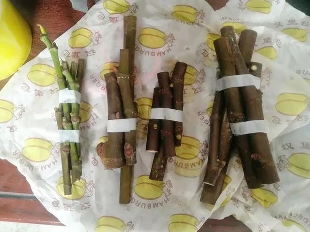 霸王花是火龙果的花吗，昙花、霸王花、火龙果花和令箭荷花的区别（奶奶把一根枝插土里）