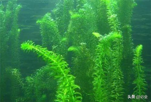 水生植物有哪些，常见的水生植物有哪些（水生植物大全）
