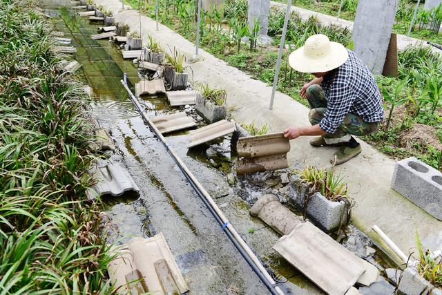 共享石蛙养殖技术，农民投入400万养石蛙