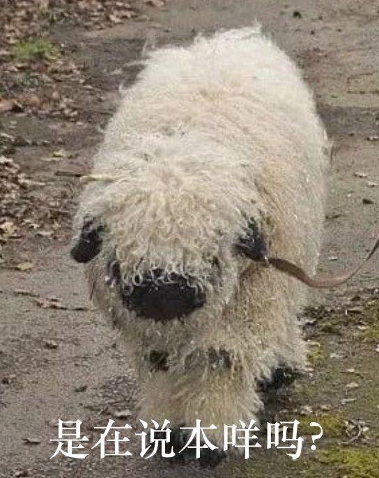 超可爱小羊羊，小羊太可爱了（却偏偏以为自己是条狗图片）