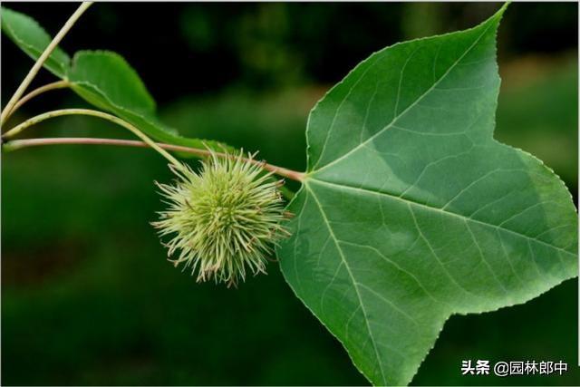 红叶植物简介，红叶植物简介资料（别再误把槭树当枫树）