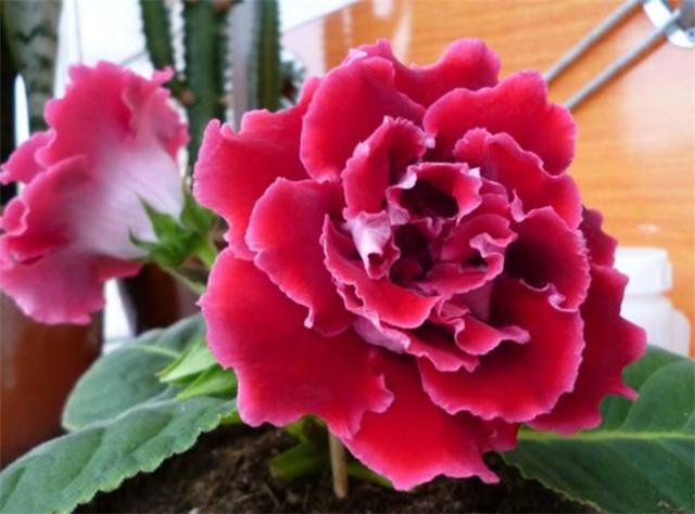 芙蓉花的养殖方法和注意事项，芙蓉花怎么养（芙蓉菊怎么养）