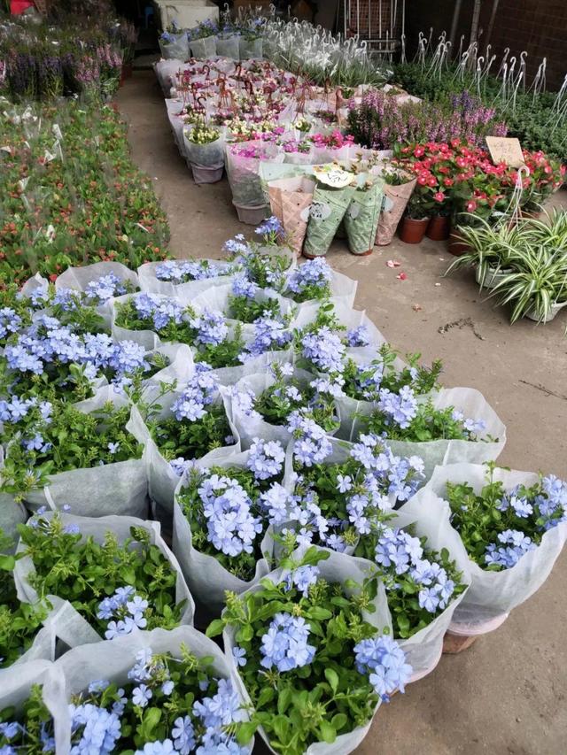 荷花最好看的品种是什么，这花最好看、最好养