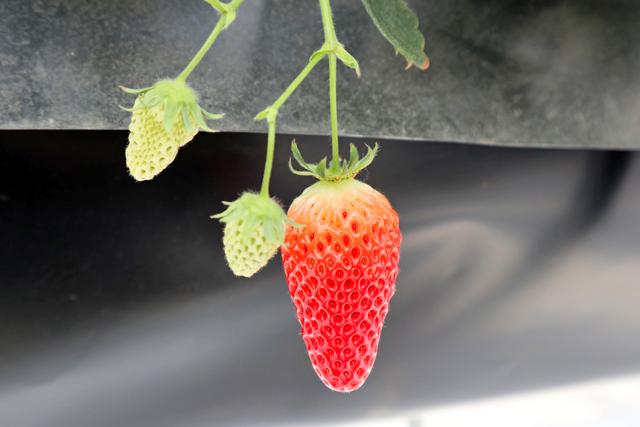 新手吸草莓的正确方法，新手吸烟的正确方法是什么（第一次去无土栽培的草莓园）