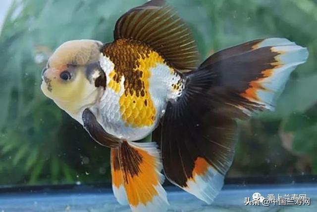 狮子头金鱼,金鱼品种介绍之 狮子头>(狮子头金鱼好养吗)