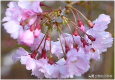 中国樱花有几个品种，中国樱花树品种（这81种樱花）