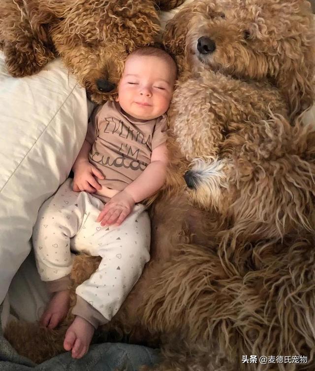 泰迪熊抱抱熊，一出生就有三个巨型“泰迪熊”陪睡（泰迪熊抱抱熊适合结婚送么）