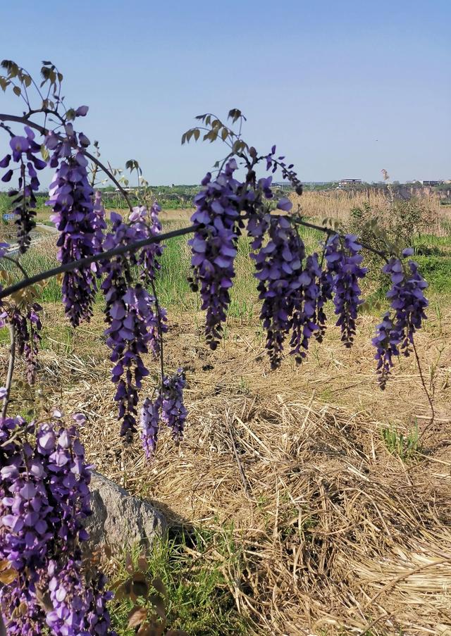 紫藤花的寓意是什么，林疑彩凤来。流霞绛紫虹叠瀑