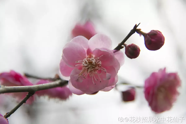 花的品种有哪些，常见花卉分类有哪些品种（80种常见植物图解）