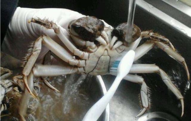 如何叠 小螃蟹，如何叠出立体的 纸螃蟹（最好攻略，手把手教你整螃蟹）