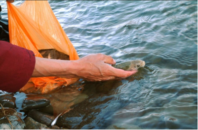 放生是什么意思，可能没有福报，反种下恶果