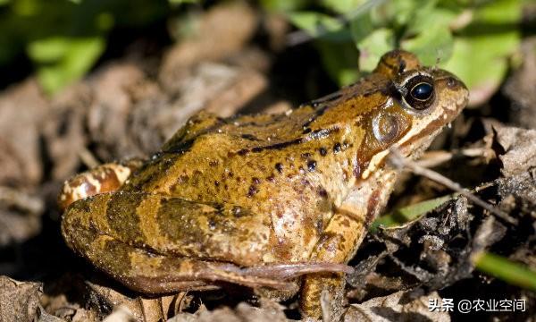 灵蛙要怎么食用,灵蛙要怎么食用最好(林蛙养殖的关键技术)_犇涌向乾