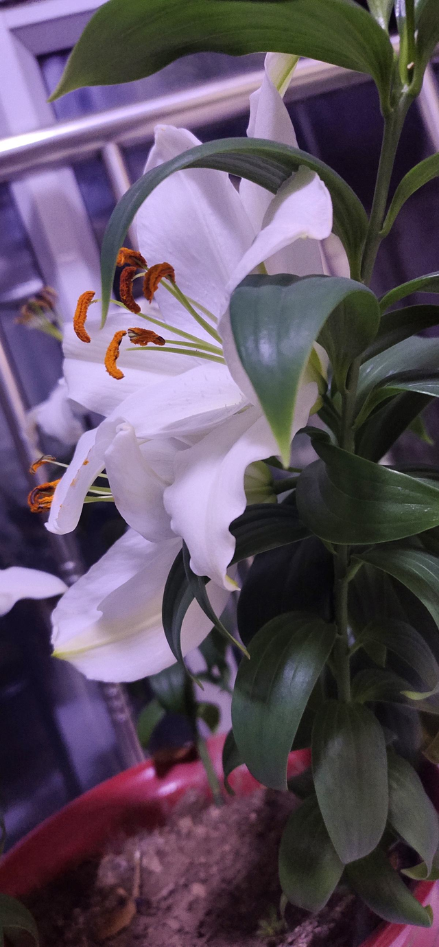 perfume组合，如何评价Perfume香水组合（家里养组合香水花）