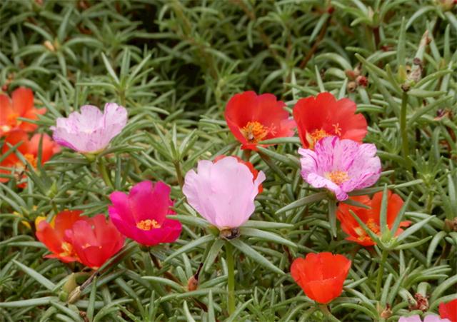太阳花的花语是什么，太阳花花语是什么（太阳花的花语是坚韧勇敢）