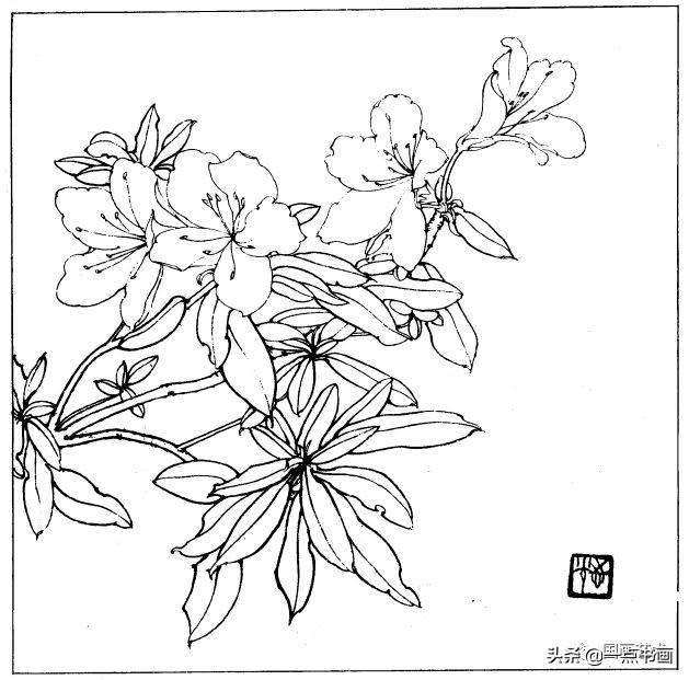 简笔画报花名：手绘铅笔画“白杜鹃花”画法，简笔画报花名（百花苑——白描百花分享<一>）