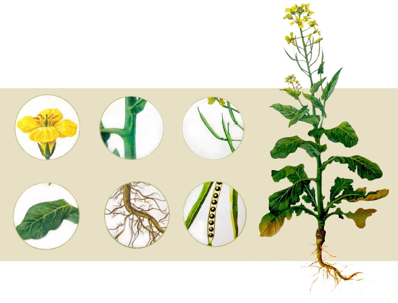 一般情况下,不同的器官各自履行相应的职能,为植物吸收,传送,制造营养