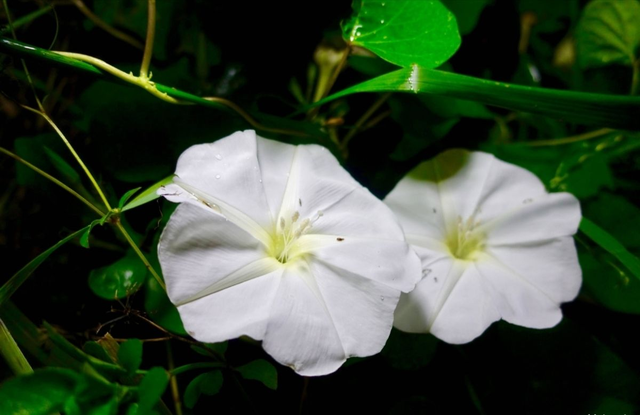 昙花（昙花花语），这4种花却在悄悄争奇斗艳（昙花的花语和象征）